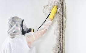 Mertzon, TX Mold Removal Services Company